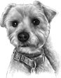 Pet portrait examples at Give A Masterpiece dotcom